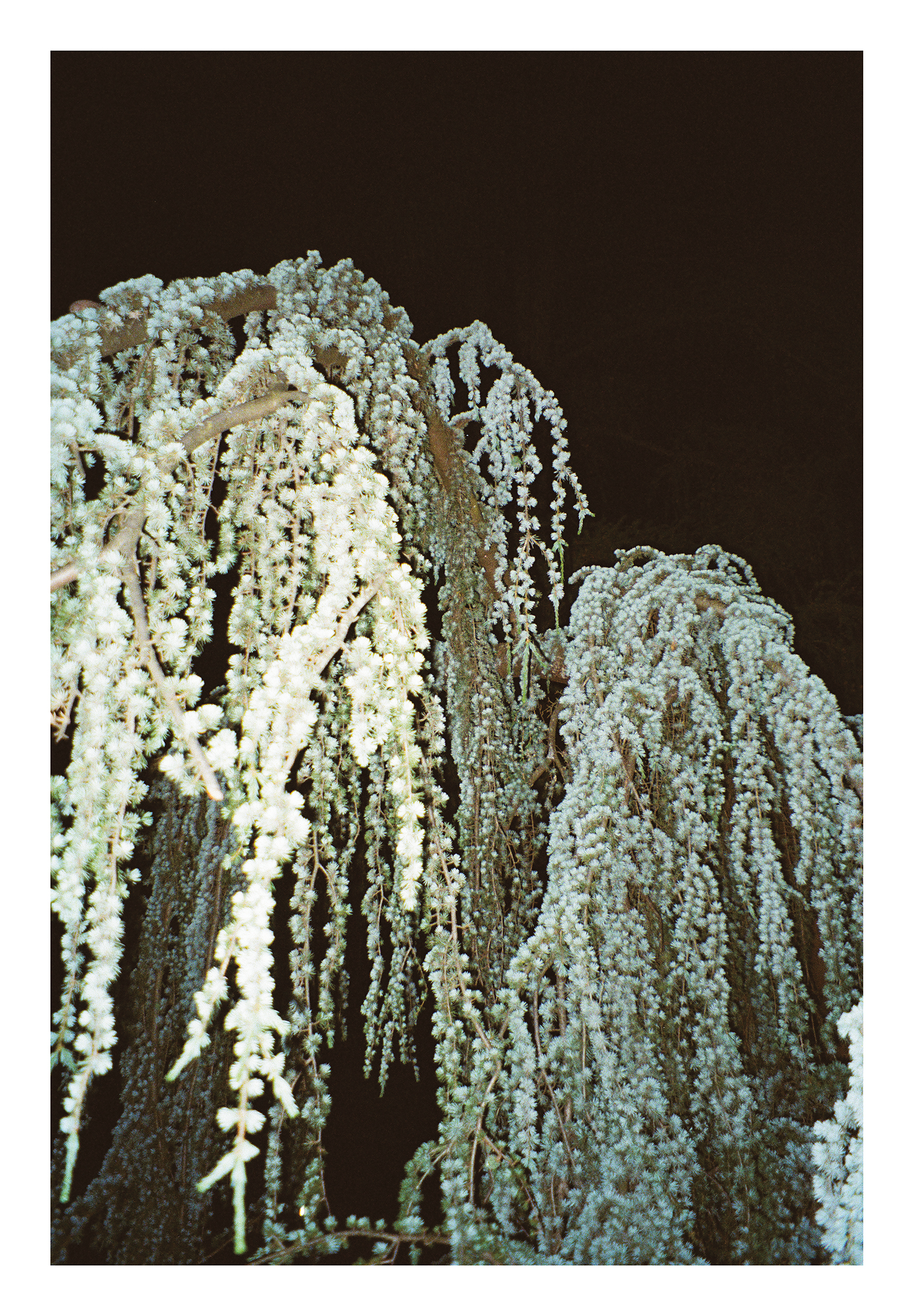 10_©Claire de Foucauld_Art Rotterdam 2025_Panis_40x52,5 cm_300dpi_rgb_WEB_small
